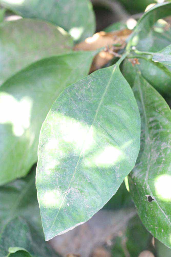            Shade leaves (Riverside, CA)   